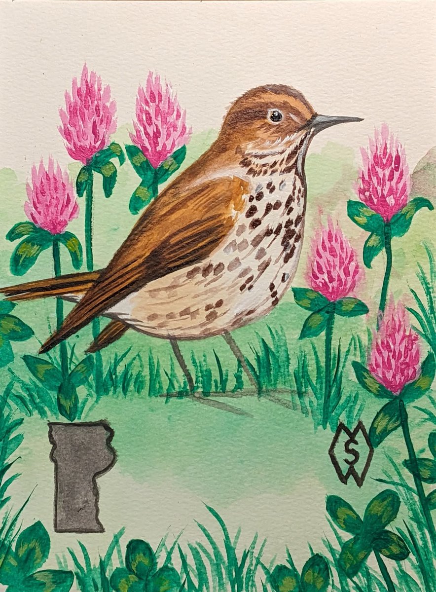 MattStarrFineA1's tweet photo. This is my acrylic painting of the Vermont state bird and flower, the hermit thrush and red clover: https://t.co/Gg9XpmCGPu 

#mattstarrfineart #vermont #hermitthrush #thrush #birds #clover #redclover #art #painting #tshirts #tshirt #artistic #artwork #artlovers #ArtoftheDay https://t.co/egMVI754jz