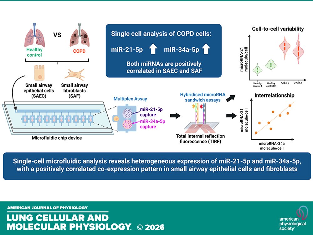 AJP-Lung Cellular and Molecular Physiology tweet media
