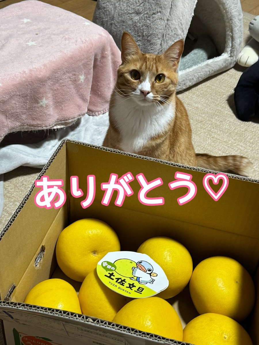 みっちー☆ (@mitchie3_3) / Posts / X