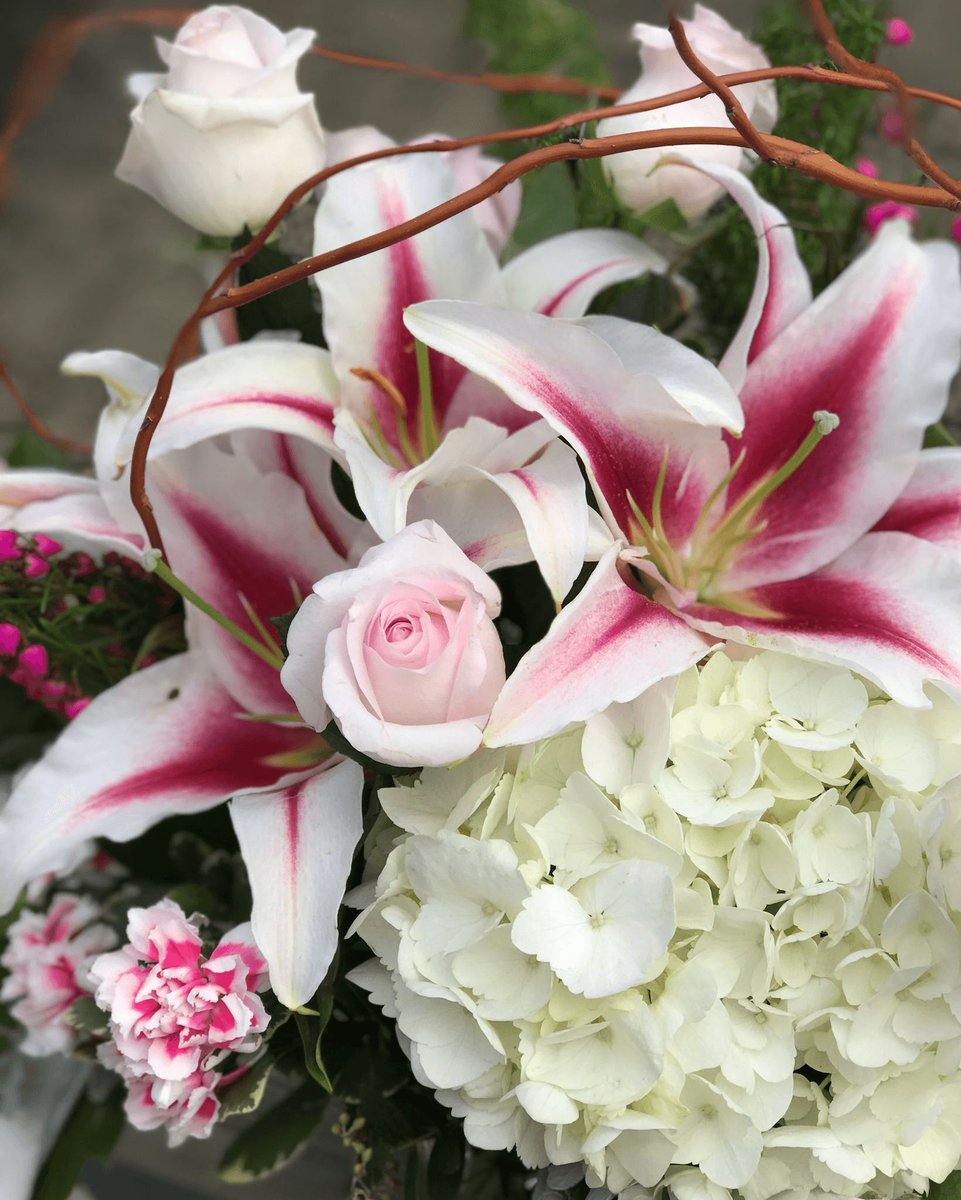toledoflowers's tweet image. Some flowers don’t need to be loud to be powerful. 
Delicate lilies, blush roses, and cloud-soft hydrangea… a little breath of calm in the middle of busy days. ☁️
#SpringElegance #FreshFlowers #MarchMood