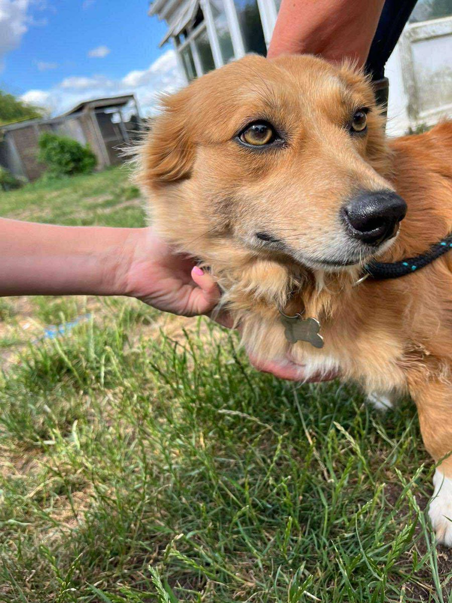 Bella is in #Colchester, #Essex. Bella has had her life turned upside down due to a relationship separation. It's not possible for her to stay with her family. She is 4.5 years old and has been in her home since she was 6 months old.
finalstoprescue.co.uk
#southend #braintree