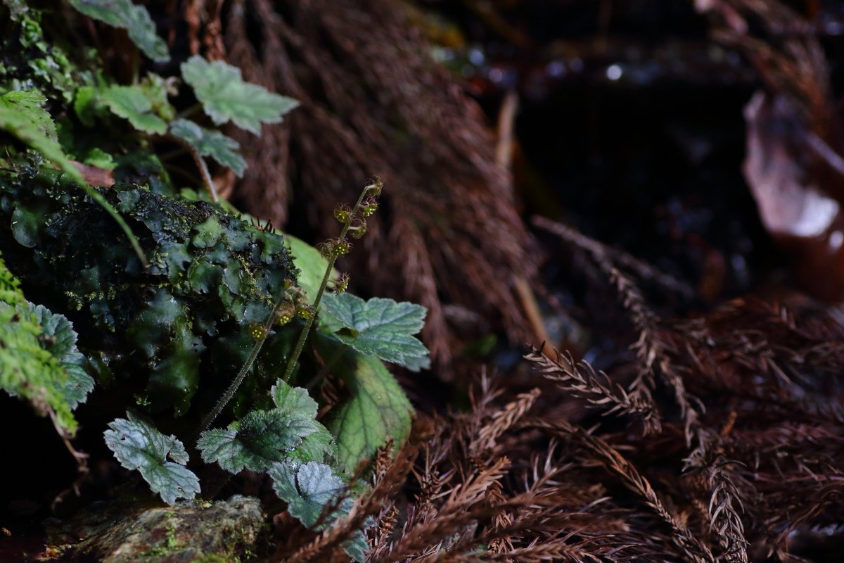 今年のチャルメル第一号
今年は何種見に行けるかな～～
