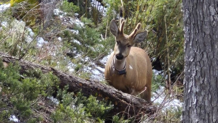 RB_HuiloHuilo's tweet photo. Prensa argentina destaca la historia del huemul chileno Newenche, a un año de su llegada histórica: del cruce de la cordillera a sobrevivir en el Parque Nacional Lanín 🦌🌿

Revisa aquí la nota completa del medio argentino Río Negro: https://t.co/I2UVIZHvF7 https://t.co/jM1KFfD4Dj