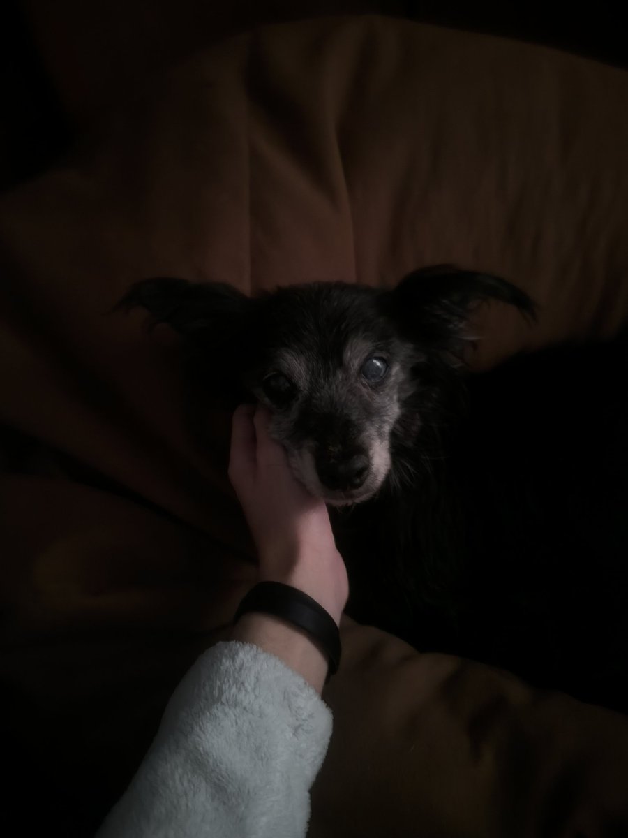 illoruben's tweet photo. Esto es un post de aprecio a la chuchi. Ha sido una amiga increible que ha estado conmigo durante la gran mayoría de mi vida. Espero que mucha gente guarde un bonito recuerdo de ella como lo hago yo. https://t.co/XecGEjwXuf