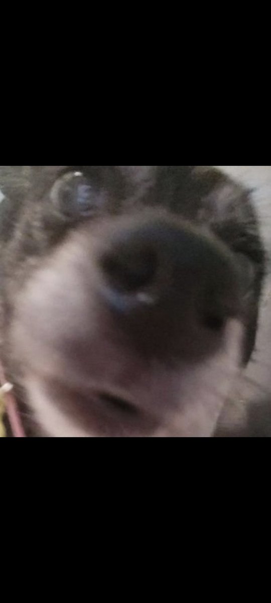 illoruben's tweet photo. Esto es un post de aprecio a la chuchi. Ha sido una amiga increible que ha estado conmigo durante la gran mayoría de mi vida. Espero que mucha gente guarde un bonito recuerdo de ella como lo hago yo. https://t.co/XecGEjwXuf