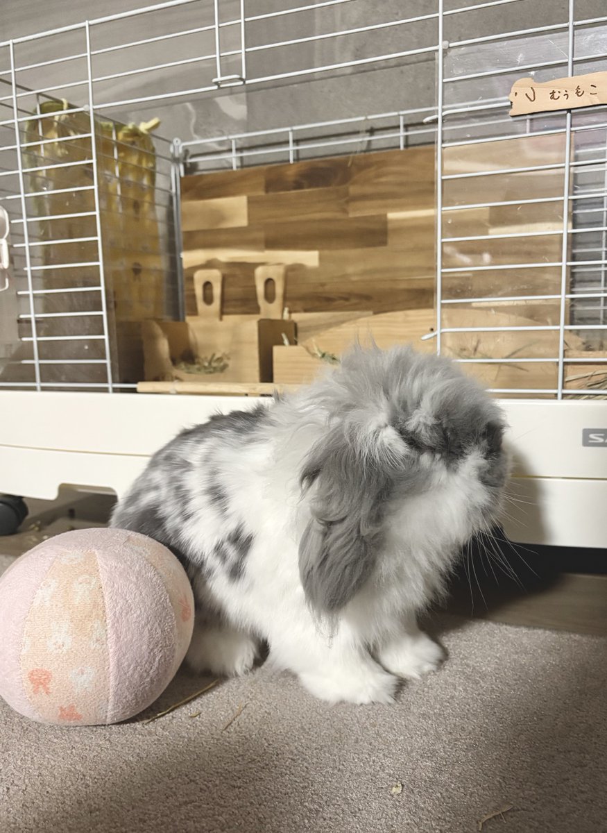 むぅもこ tweet media