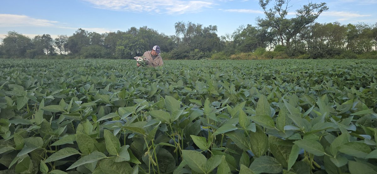 La agricultura también, al igual que las pasturas  en todo el norte del país salvo pocas excepciones, ya está cerrando una muy buena campaña capturando todo su potencial. La ganadería en cambio no alcanza las bocas, ojo el suelo tbn estaba hambreado