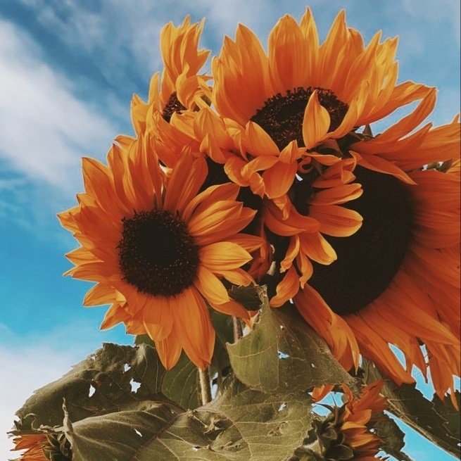 shiehyeyoon01's tweet photo. Thank you @zariniella @yeongwonhani @qkrhanhoney @parkhanjay
@haneumeow
@keylespzz
your energy are so warm. your presence are like sunshine that lights up the group 💙
ROOTED AS PARKHADANS WEEK
#GrowWithHanSpirit
#HappyParkhadansWeek
#해피박하단주간 https://t.co/VLwhtgz01i
