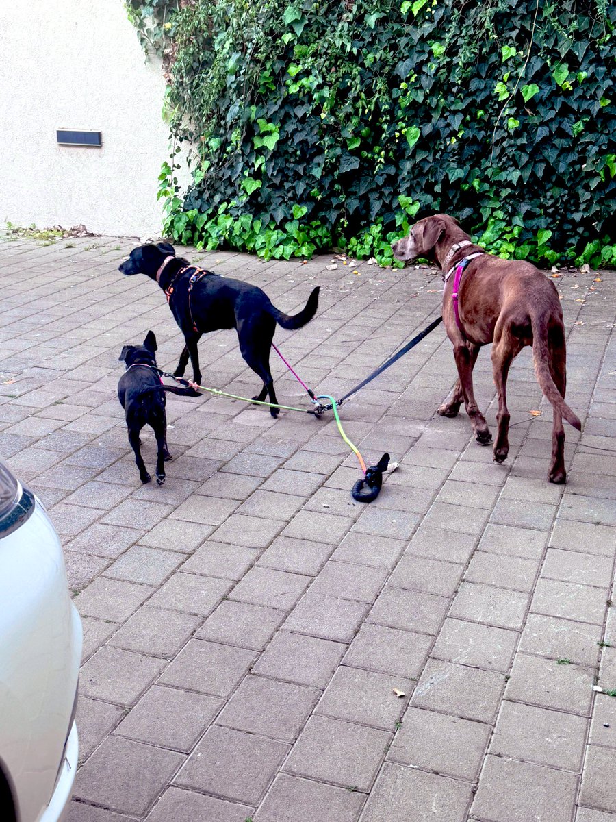 mindsoulnbody's tweet image. My poor dogs… they can’t understand why every time I take them out we go back in …🚨every time there’s a siren🚨🤷🏼‍♀️
#lifeinisrael