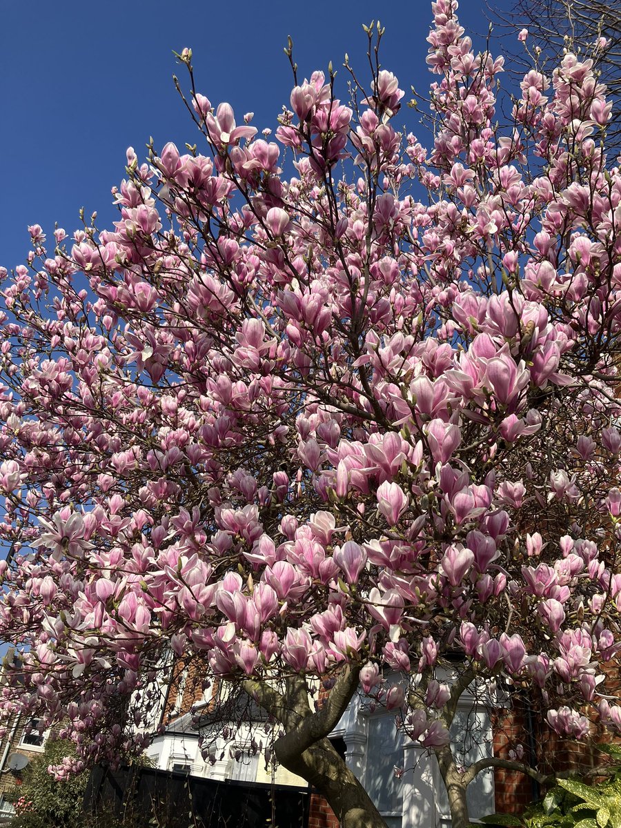 🇺🇦 Constance CraigSmith 🇮🇱 tweet media