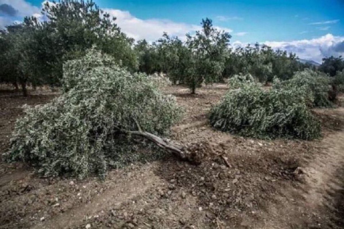 1 ton zeytinyağı 5 bin dolar.
1 ton mermer 500 dolar.
Mermer ocakları açmak için zeytin ağaçları kesiliyor.