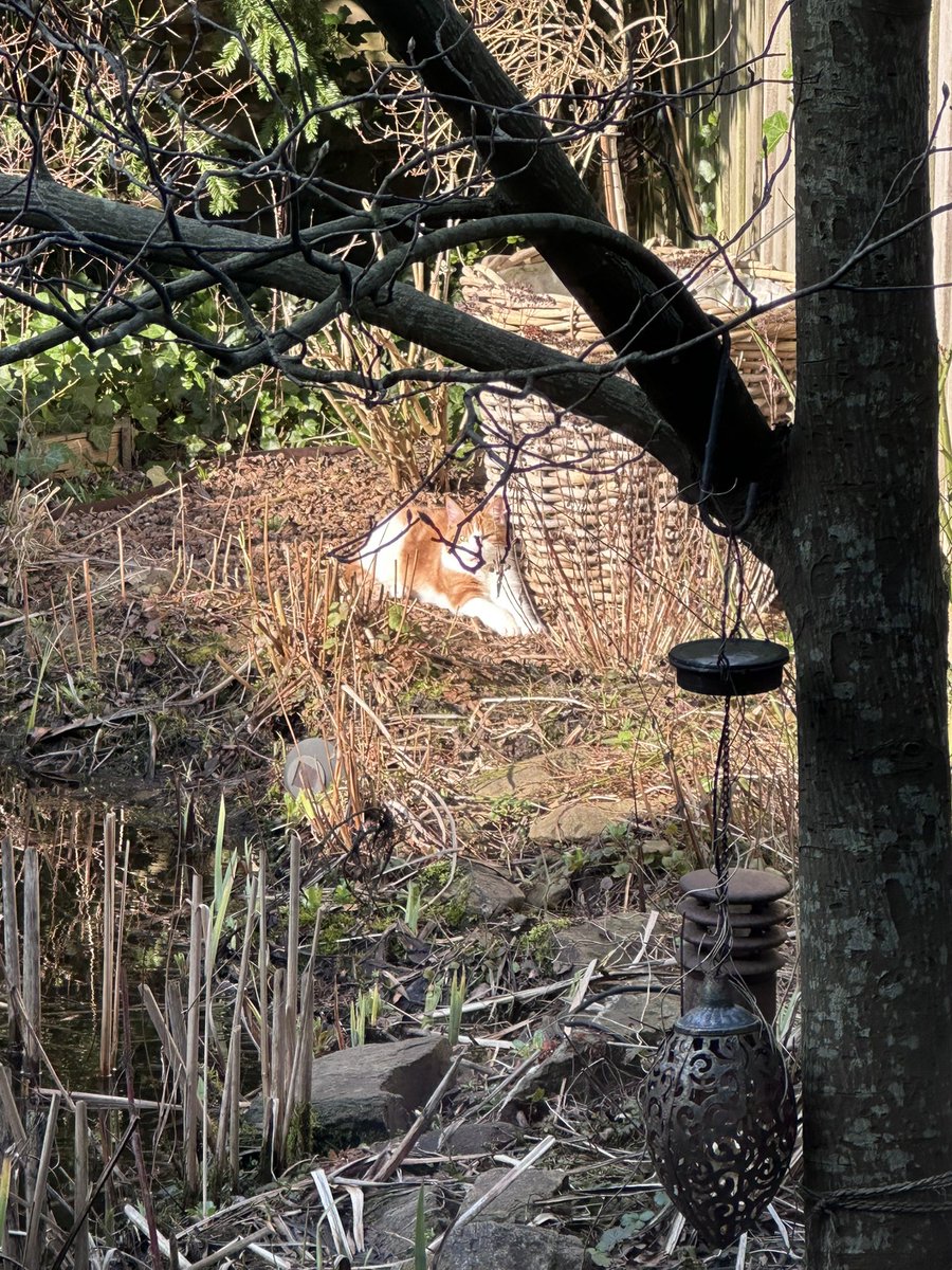 KoensSophia's tweet image. Zonnebaadplaat 😺😻 Oogje open, oogjes dicht 😹 #Obi