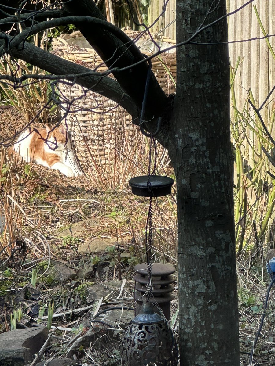 KoensSophia's tweet image. Zonnebaadplaat 😺😻 Oogje open, oogjes dicht 😹 #Obi