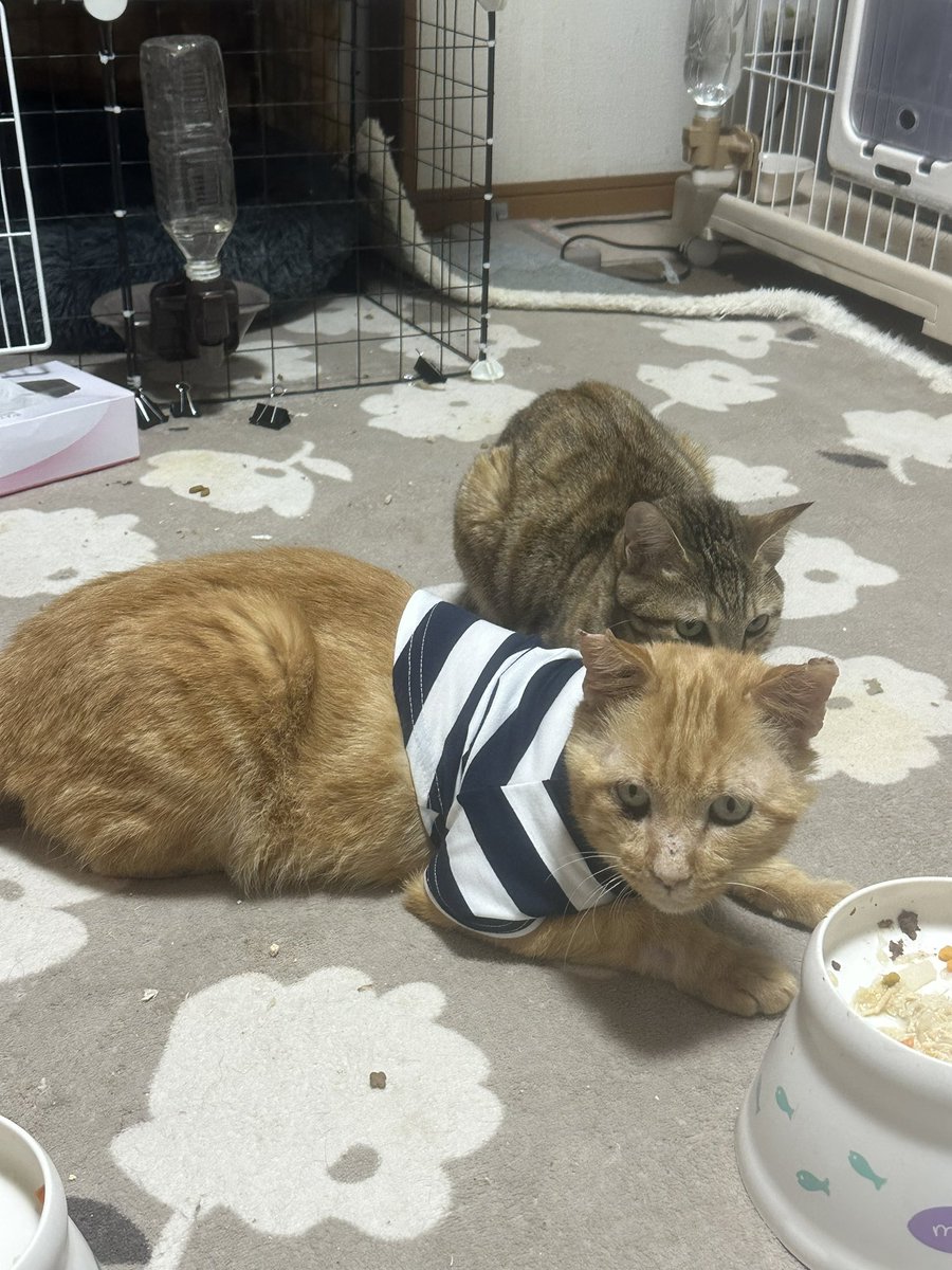 首の大怪我で手術したかんたろうくん🐱
施術痕の周りがなかなか毛が生えてこないので服を着せてあげました😅
なんか若返ってかっこよくなりました❤️