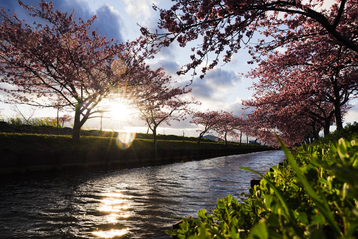 Miefujicco's tweet image. 笠松河津桜ロード

#三重　#松坂　#SonyAlpha  #SEL24F14GM