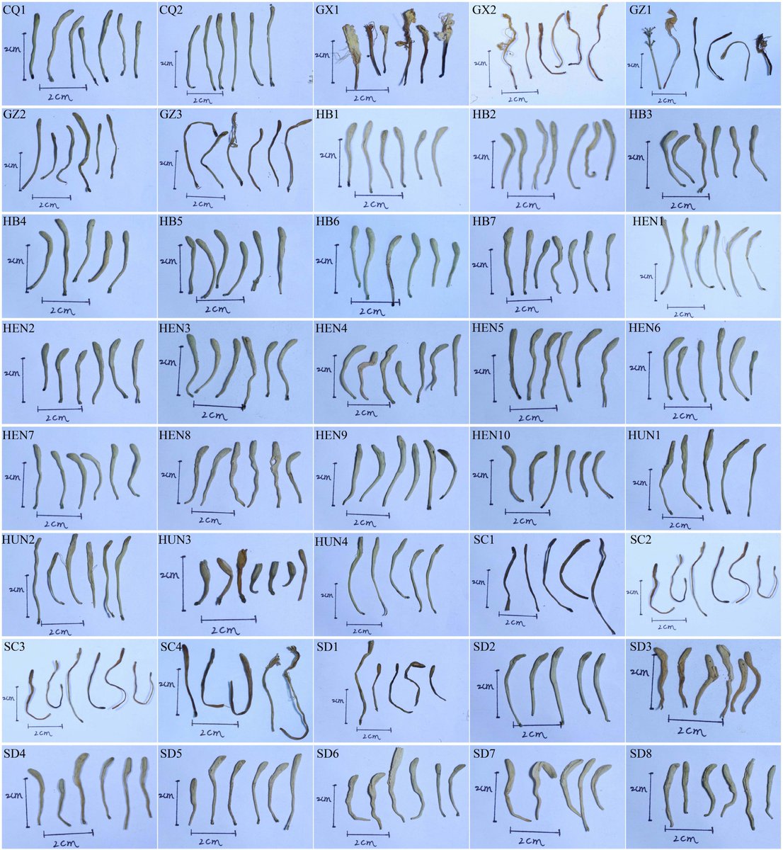 HortiPlant's tweet image. #MPB 
 Combining isotopes &amp;amp; chemical markers accurately identifies geographical origin of medicinal Lonicera flowers, with 97.5% model accuracy for quality control. 
@MaximumAcademic @sci_plant #Lonicera #QualityControl
Details: maxapress.com/article/doi/10…