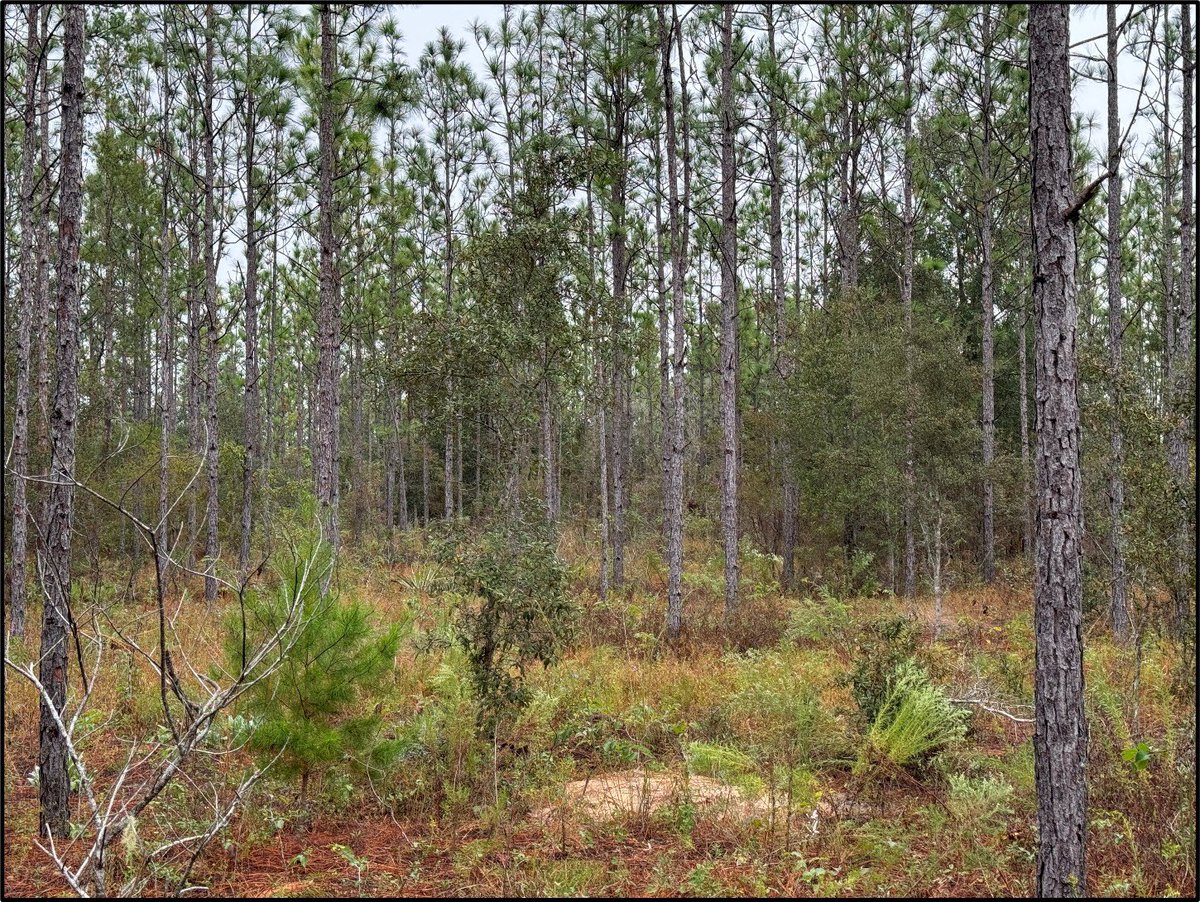 Florida Dept. of Agriculture & Consumer Services tweet media