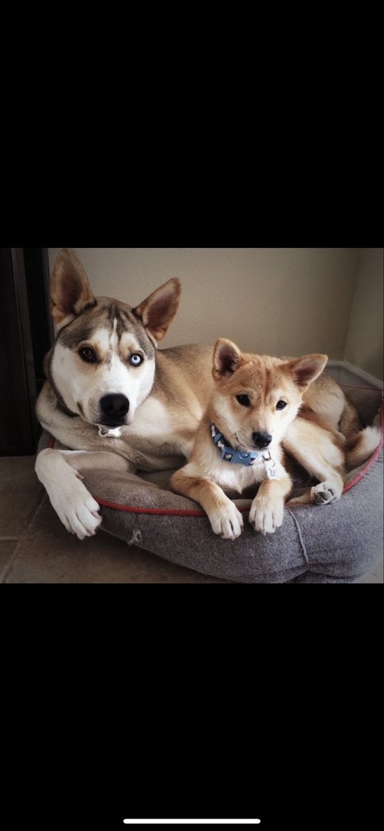 SchviftyFive tweet media