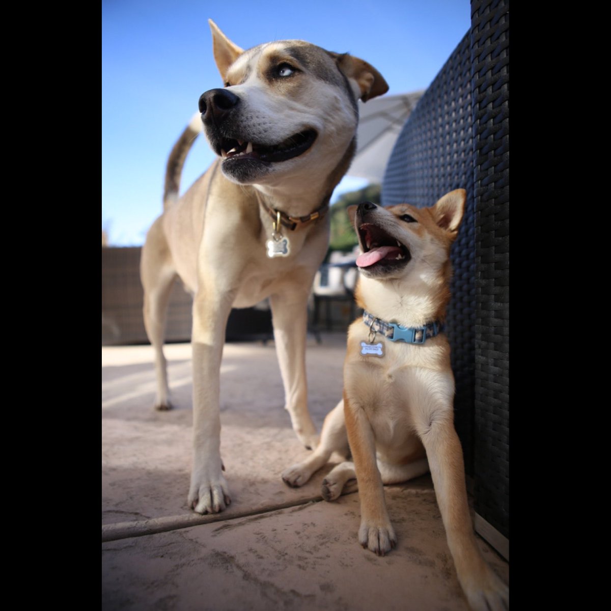 SchviftyFive tweet media