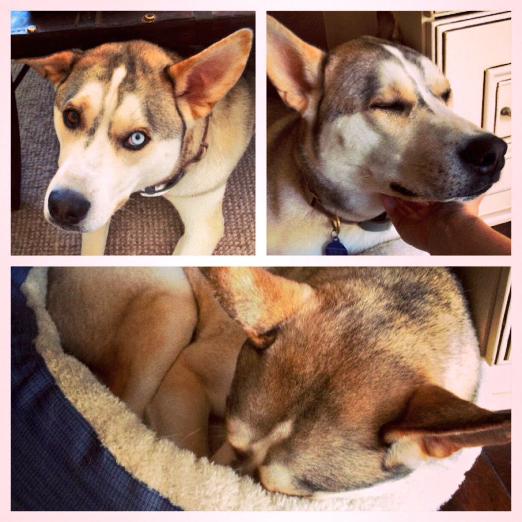 SchviftyFive tweet media