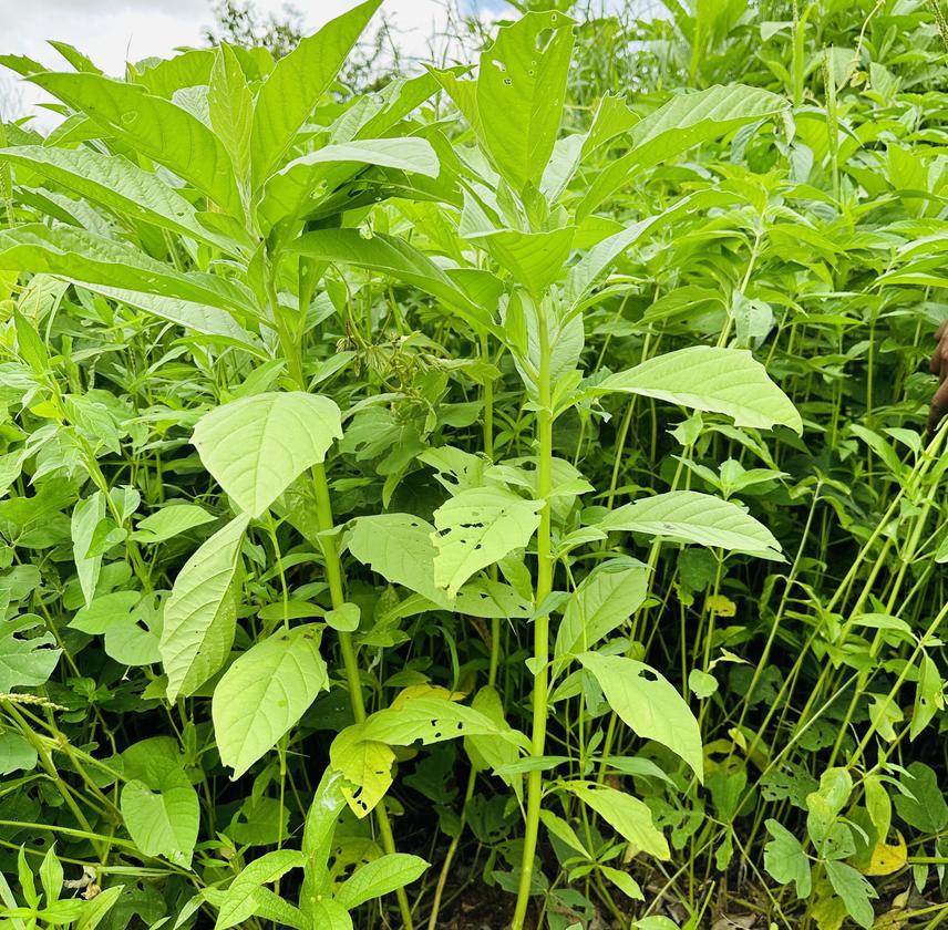 InfoNile tweet media