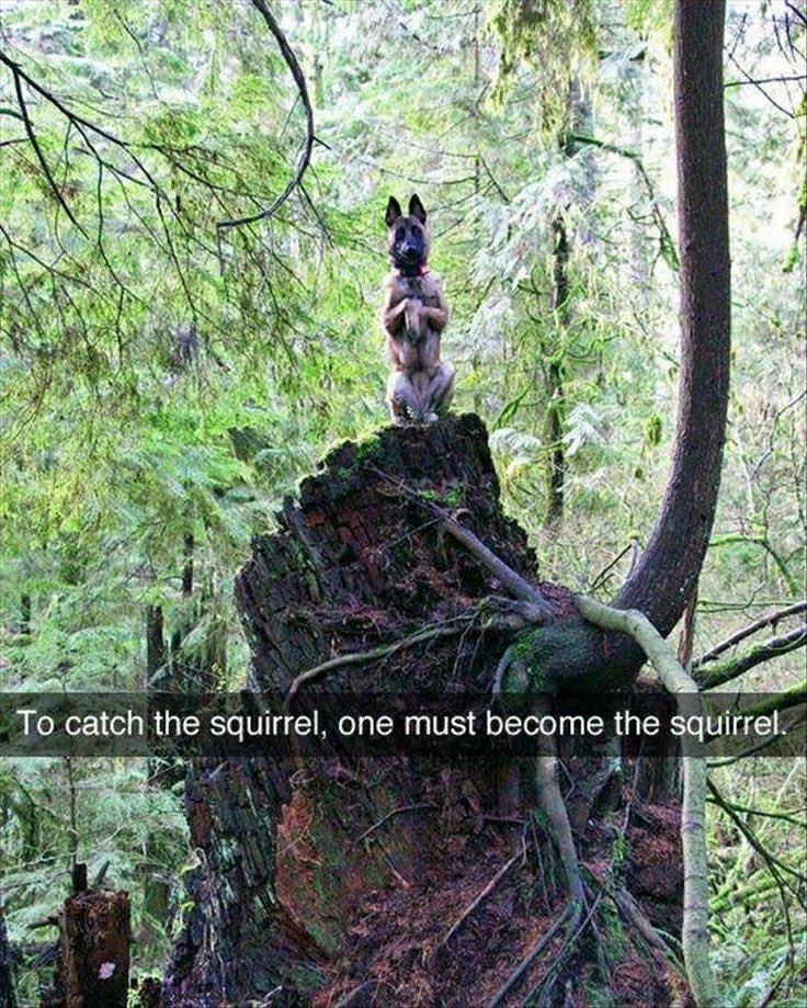 To catch a squirrel, one must become the squirrel..
                       
                          —— Belgian Malinois
