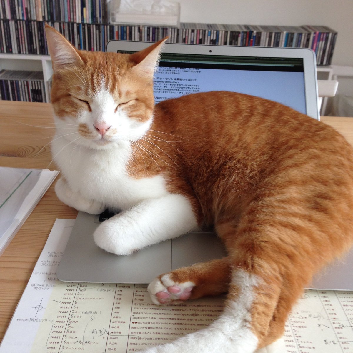 s_mogura's tweet photo. 仔猫はほんとうにほんとうにほんとうにかわいいけど、私は生まれて初めて飼った猫がそれはそれは気のいい大人のでっかい猫でよかったって昔もいまも1ミリの揺らぎもなく心から思ってる。この猫がうちに来てくれたのは私の人生の最大の幸運のひとつ。 https://t.co/aO0UEPku9q