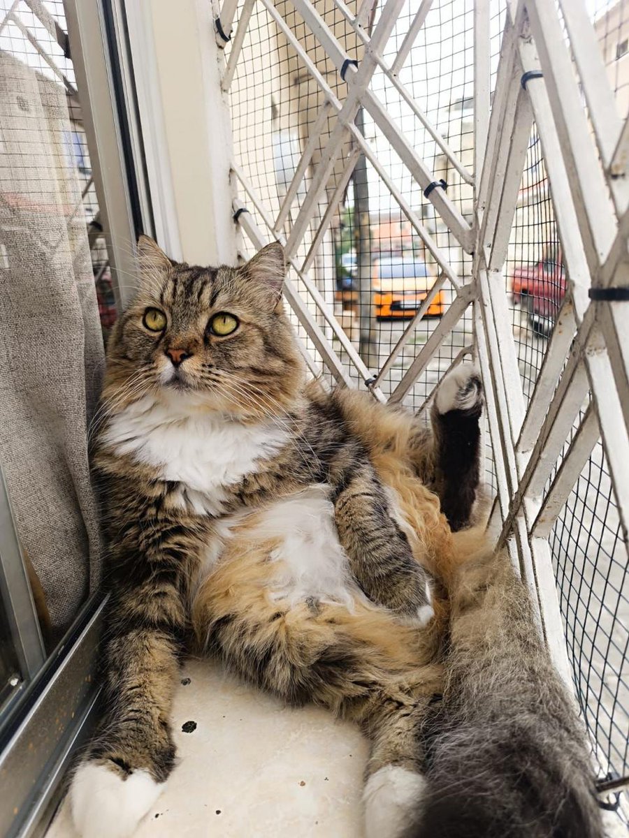 *ACTUALIZACIÓN*
#PERDIDO #GUAYAQUIL
Nombre: #BLACKY
Fecha: 16-02-26
Sector: Norte, Mucho Lote 1 Etapa 6 Mz. 2577
Sexo: Macho
Raza: Mestizo
Obsv: Gordo, grande y de abundante pelo, color gris amarillento
Contacto: 0978979460
¡Ayúdalo a volver con su familia!
#AlertaMePerdí