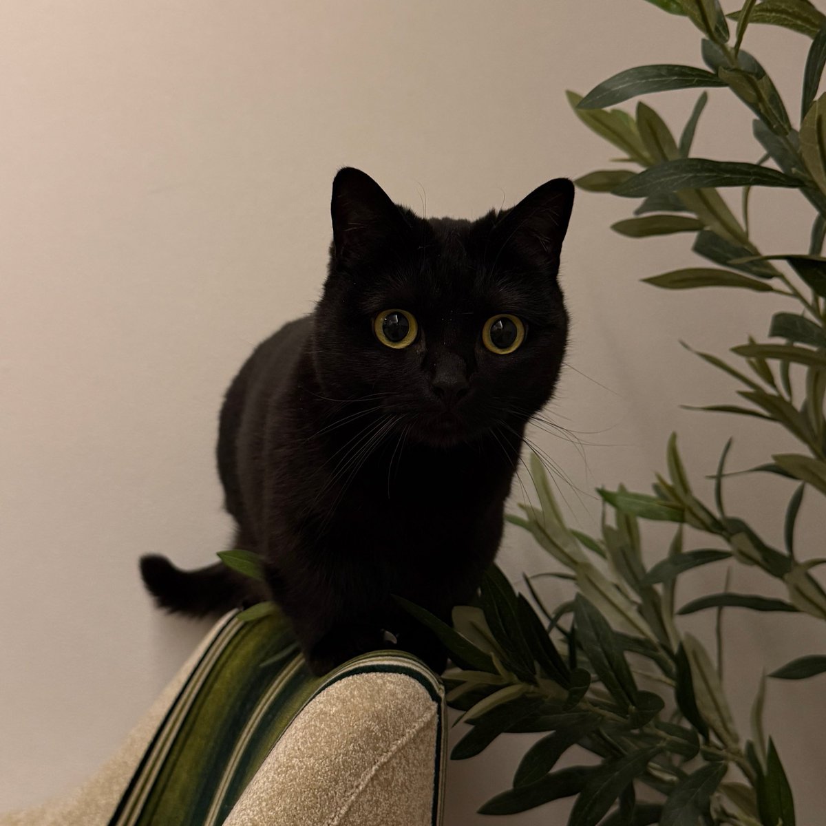 かわいい黒猫ハーブ🌿 (@herb_the_cat) / Posts / X