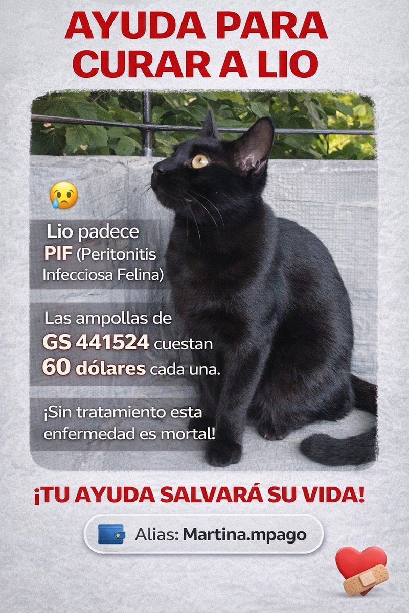 Mi gatito Lio tiene PIF (peritonitis infecciosa felina)
El tratamiento es muy costoso y sin él, se muere!!
Si podés ayudáme a que se salve!🙏
Cualquier ayuda suma!! 💕
#gatitos #pif #lapiftienecura #pifwarriors