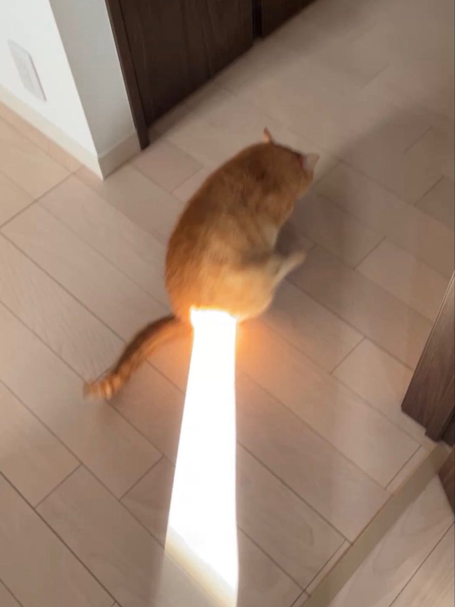 cat uses solar beam!