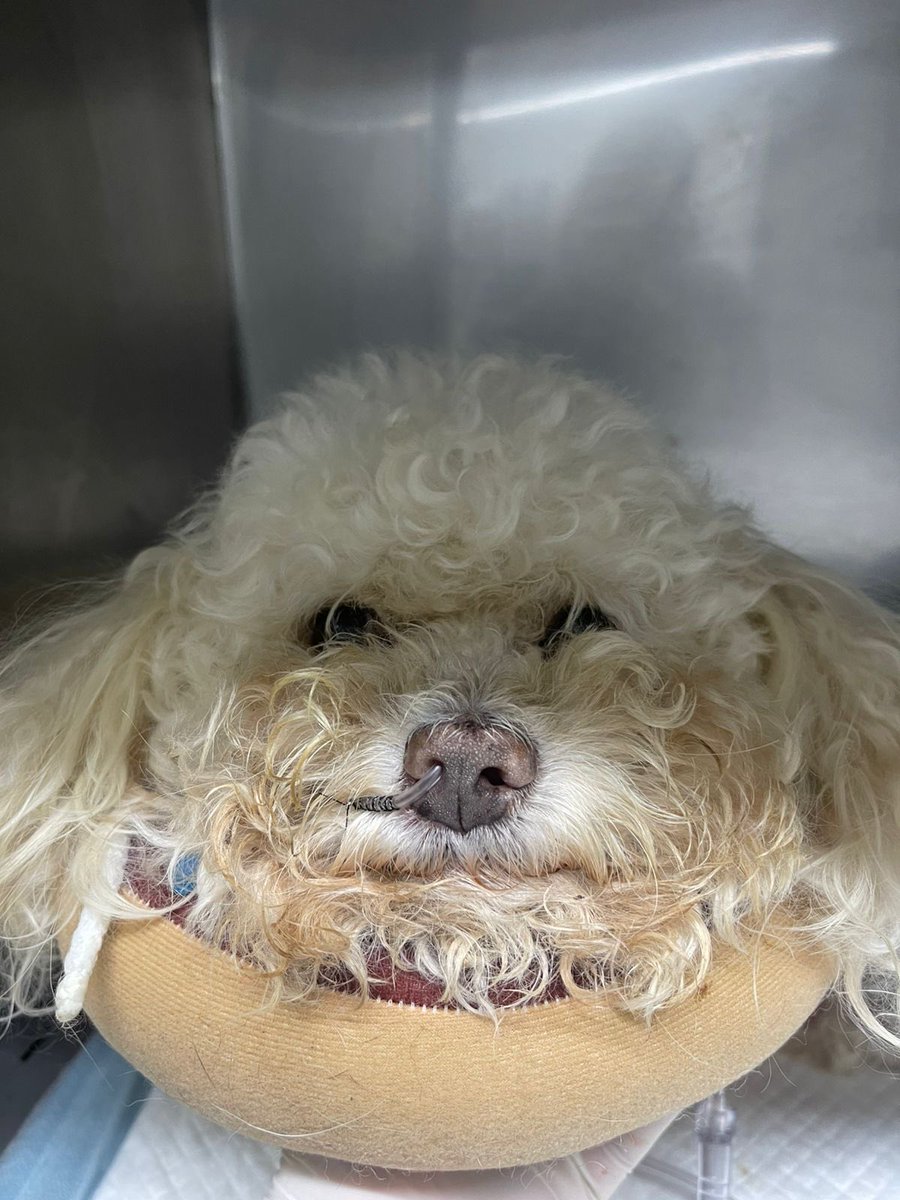 Coco hoy sigue hospitalizado, estamos viendo si le pueden hacer una transfusión porque el donante que teníamos ayer no fue compatible. Un abrazo a todos aquellos que nos han enviado mensajes lindos y llenos de cariño…