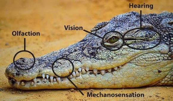 🦎Visceral🪶 (Tomistoma enjoyer🐊) tweet media