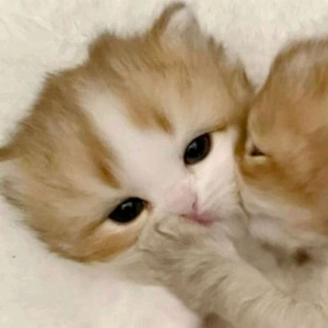 meowung🍋 (@meowishix) on Twitter photo 
