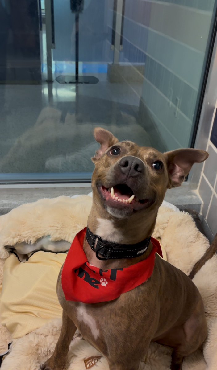 Miami-Dade County Animal Services tweet media