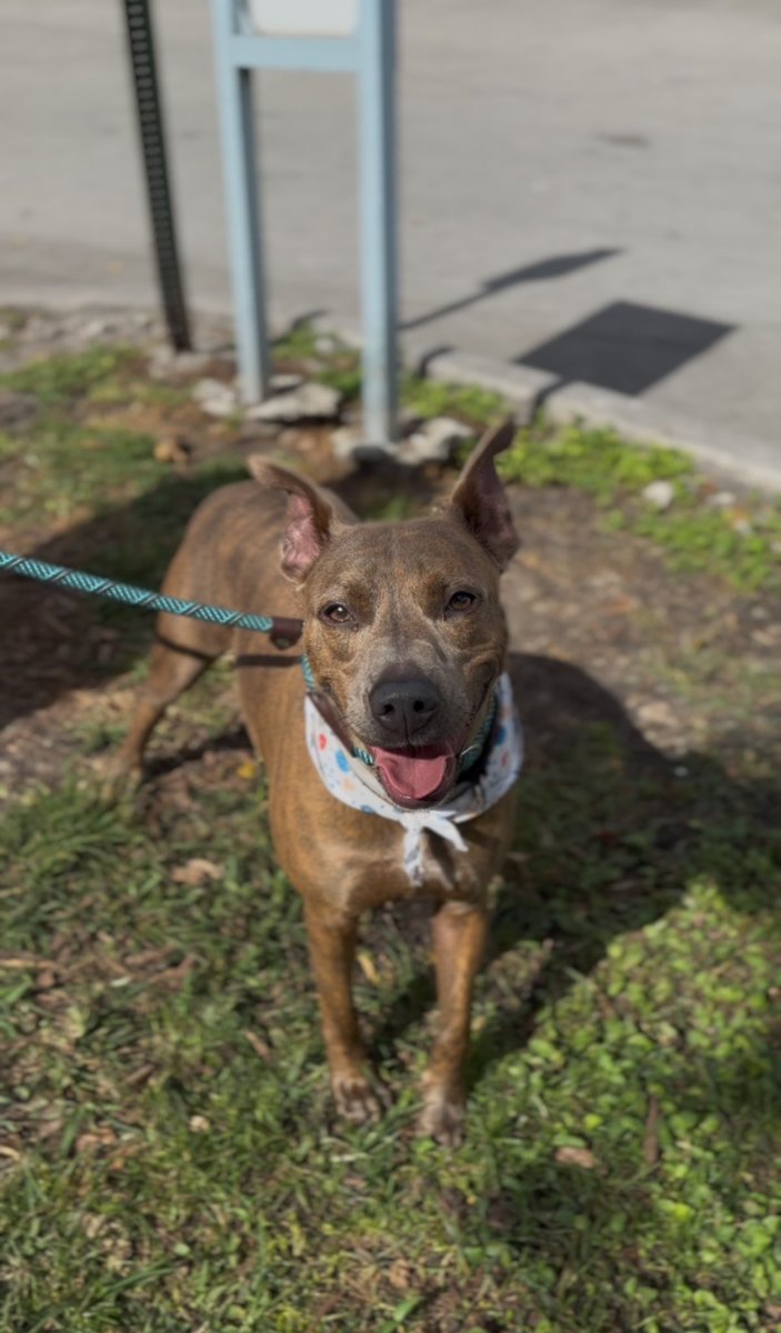 Miami-Dade County Animal Services tweet media