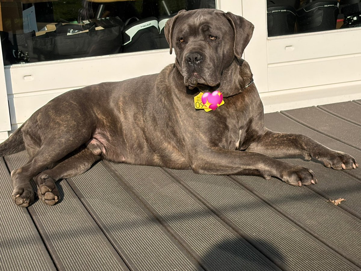 José 👩🏻‍🌾🐮🚜🎂🍰🍪🇳🇱🫖 tweet media