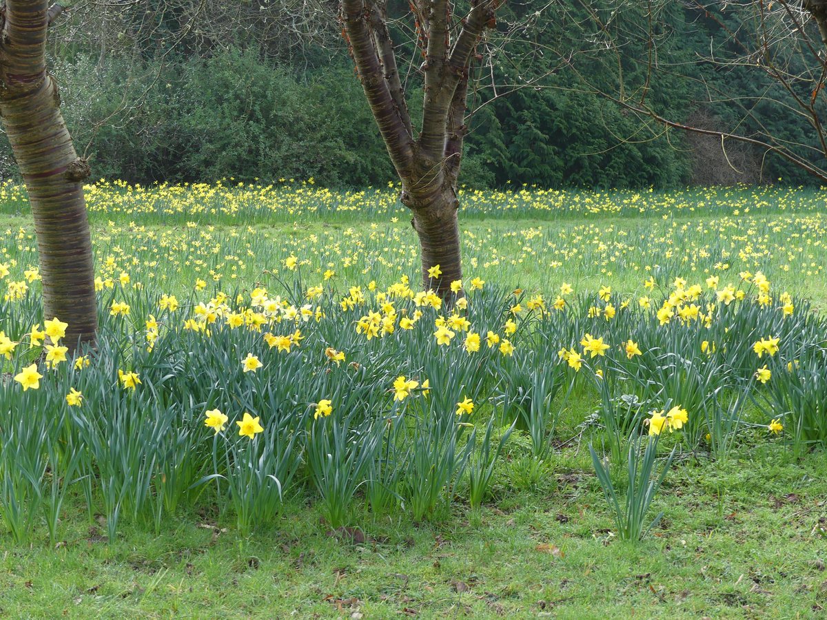 pmillar53's tweet photo. The sun is out and we visited Exbury Gardens for the first time this year today. Needless to say the daffodils were everywhere to be seen. https://t.co/d0Rb7TH87q