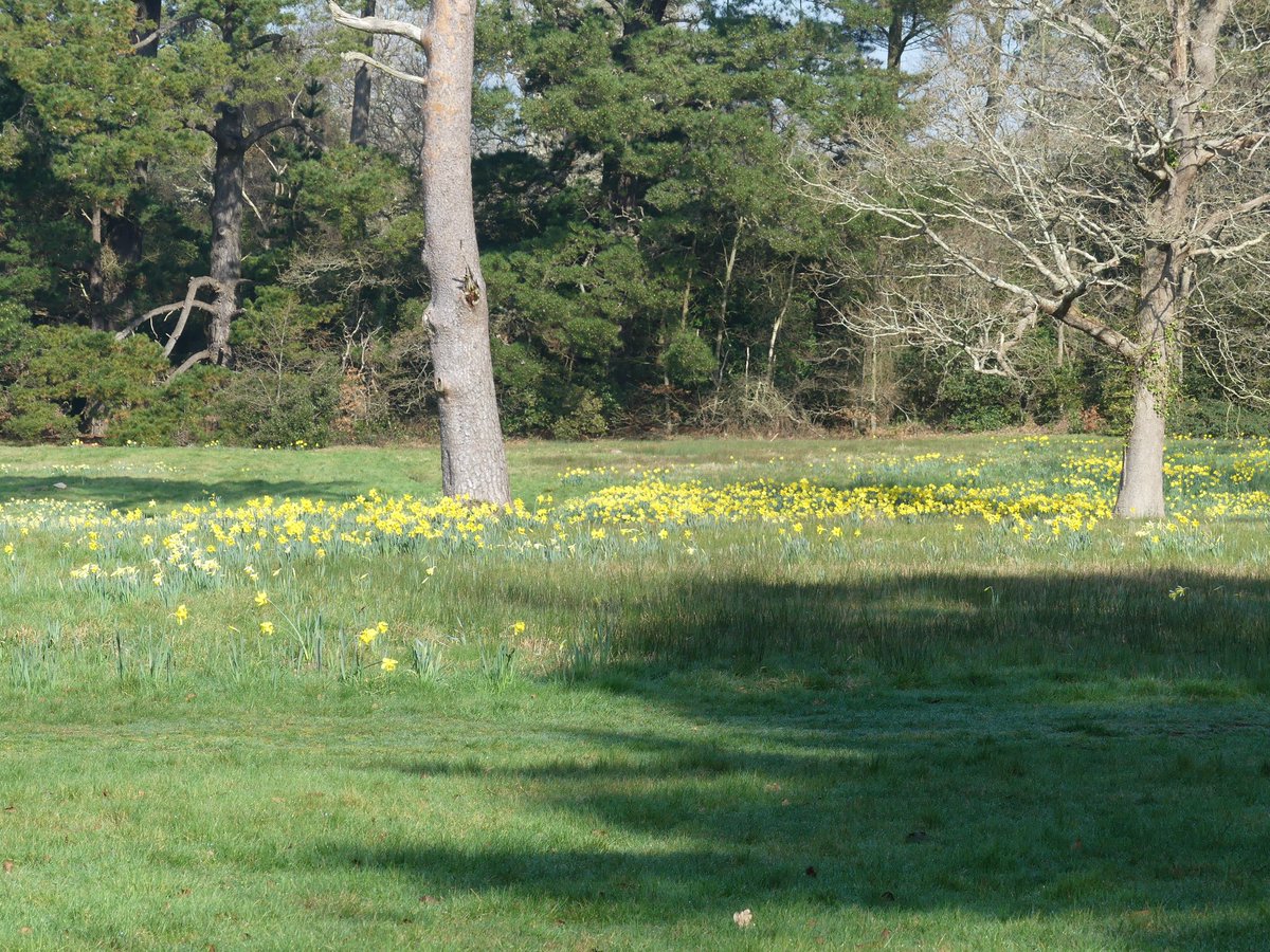 pmillar53's tweet photo. The sun is out and we visited Exbury Gardens for the first time this year today. Needless to say the daffodils were everywhere to be seen. https://t.co/d0Rb7TH87q