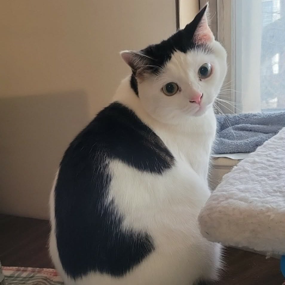 🌈Cheezeburger🌈Mr. Jingles🌈TonyCat🌈Cheeseburger tweet media