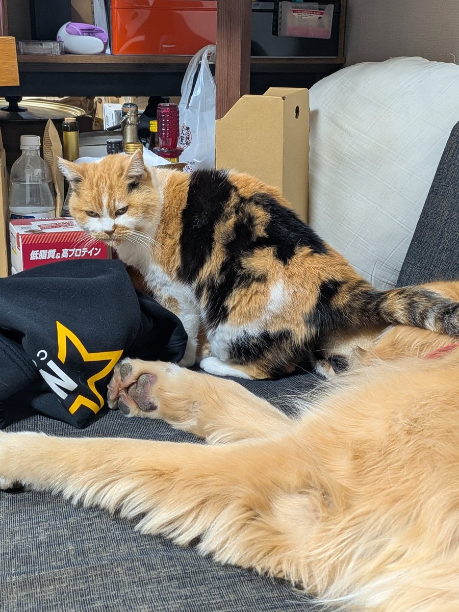 よーらいとまりもとまる。 tweet media