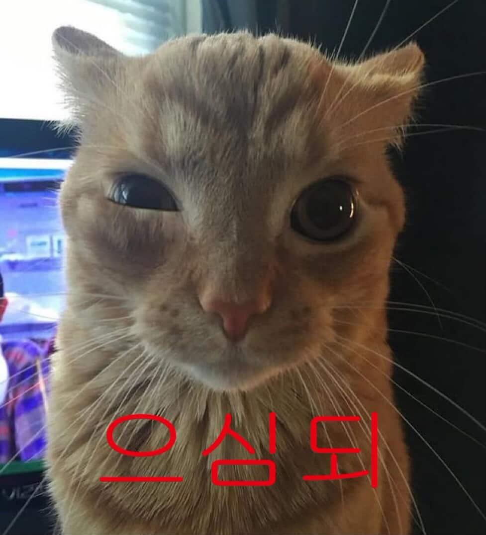 쇼맨 tweet media