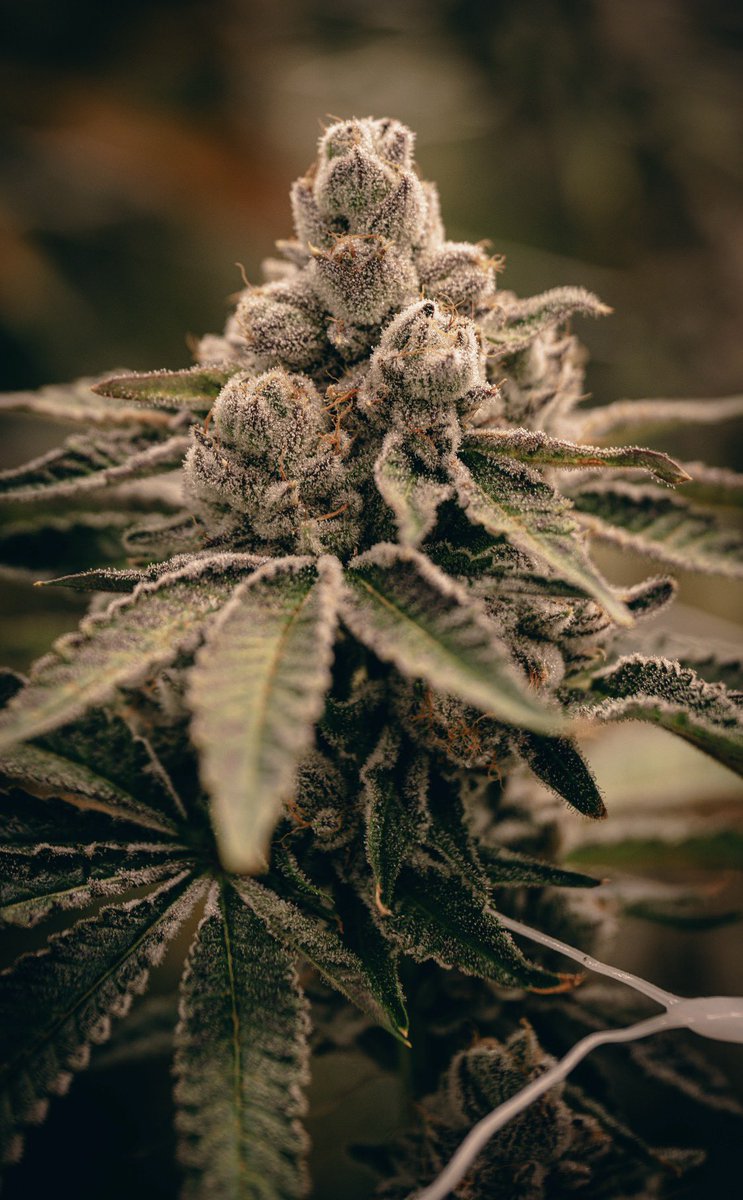 Freedom Town Holdings, LLC tweet media