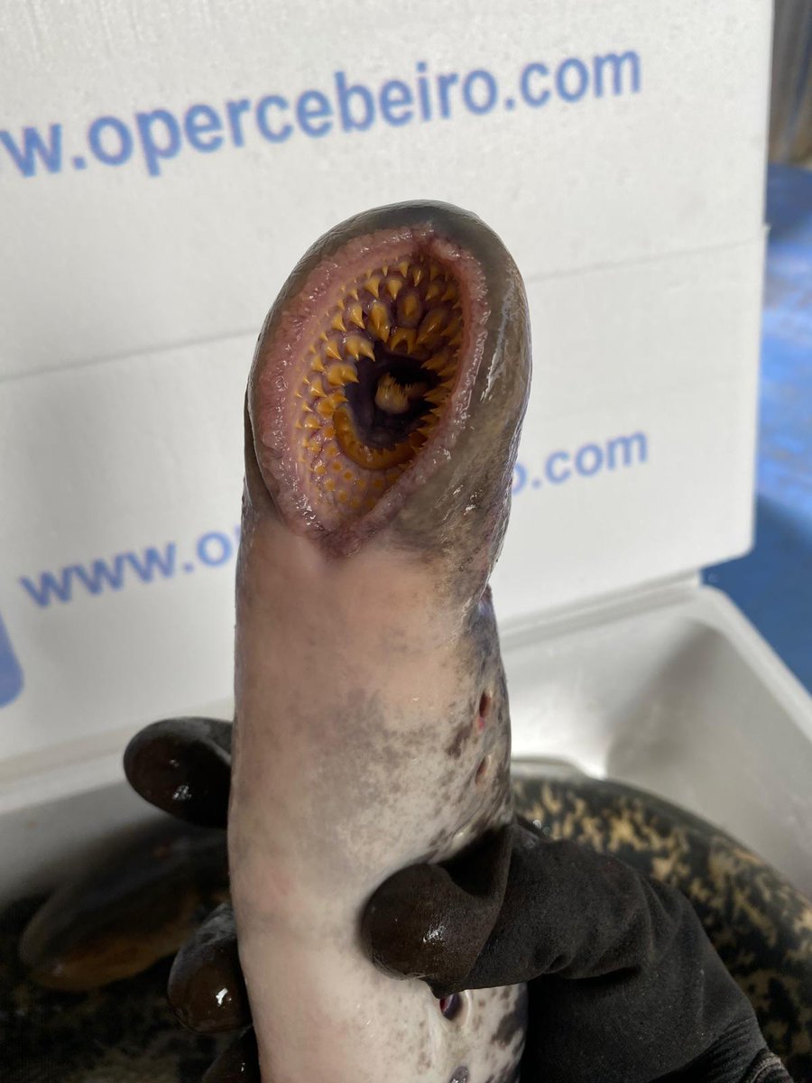 O Percebeiro tweet media