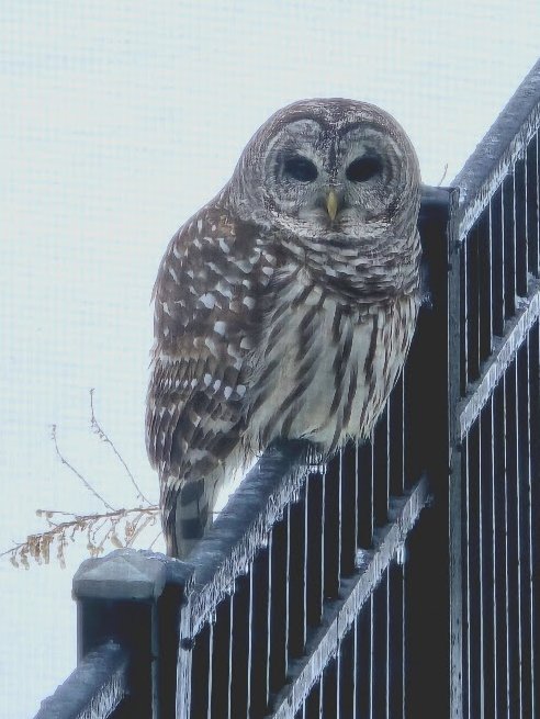 Barred owl