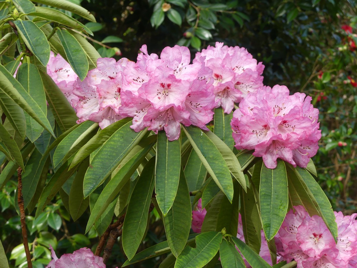 pmillar53's tweet photo. There are two camellia walks at Exbury and they were stunning to see today. https://t.co/bSrwGsp0OD