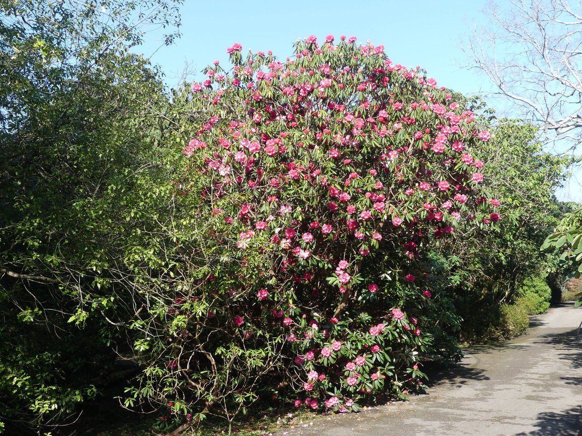 pmillar53's tweet photo. There are two camellia walks at Exbury and they were stunning to see today. https://t.co/bSrwGsp0OD