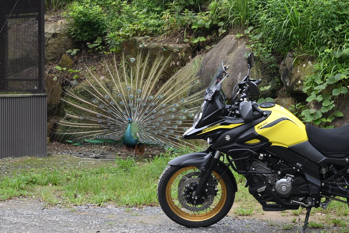 JUN@BikerHikerMotovlog (@AtsuJun8) / Posts / X