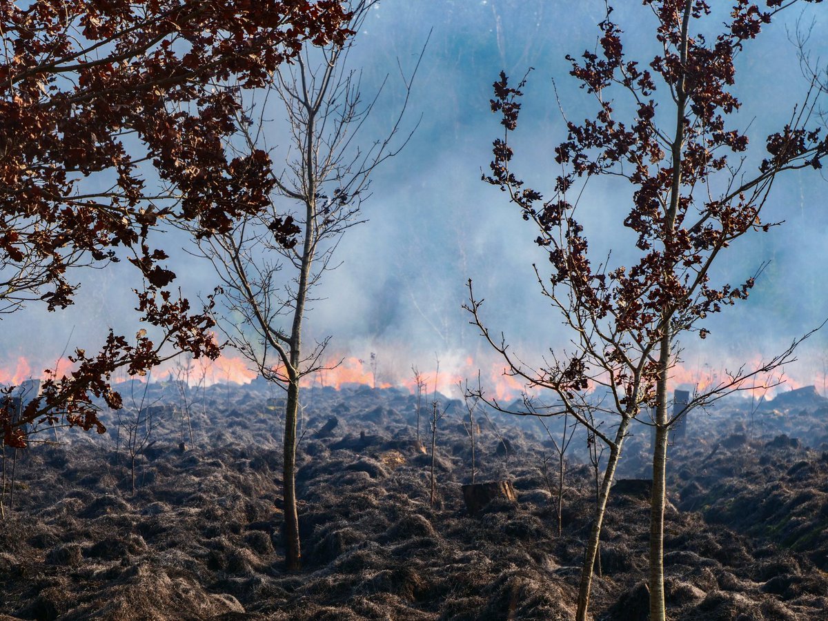 Natuurbrand in bosperceel snel onder controle in Oranjewoud