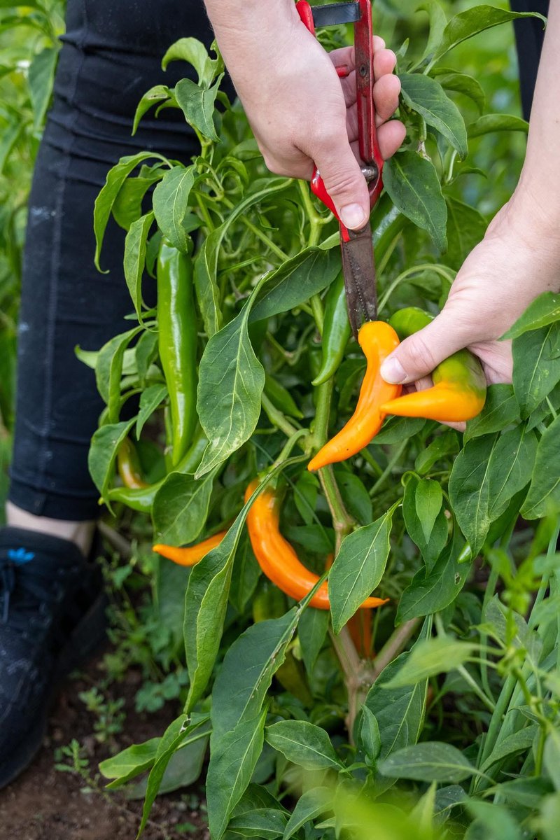 Tokara Restaurant & Deli tweet media